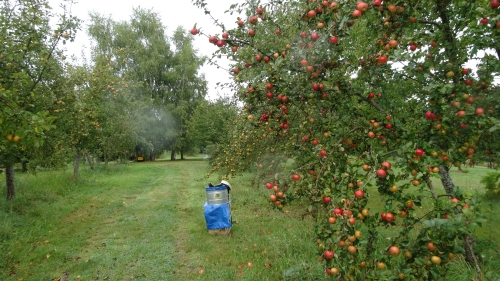 Pommes anciennes Verger de Leycuras en Corr&egrave;ze dans le limousin